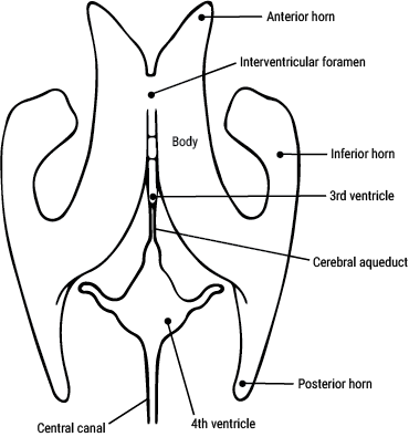 qarc ventricles altas qarc ventricles altas