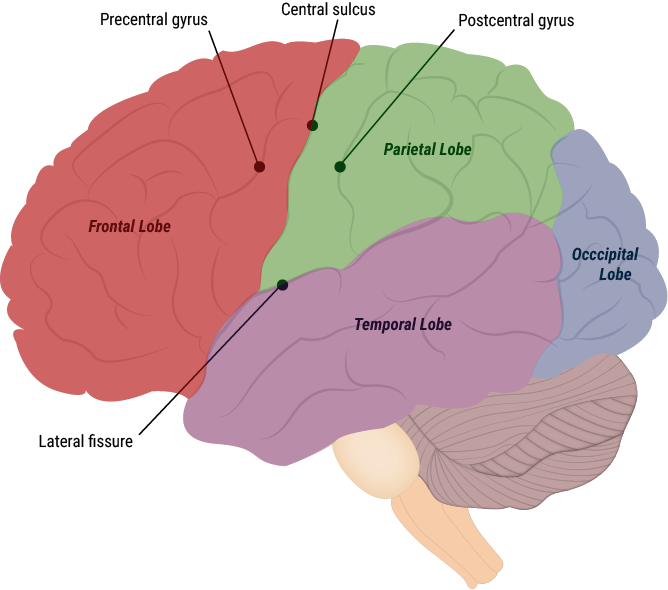 Карта мозга. Карта мозга человека с описанием. Полная карта мозга. Brain карта