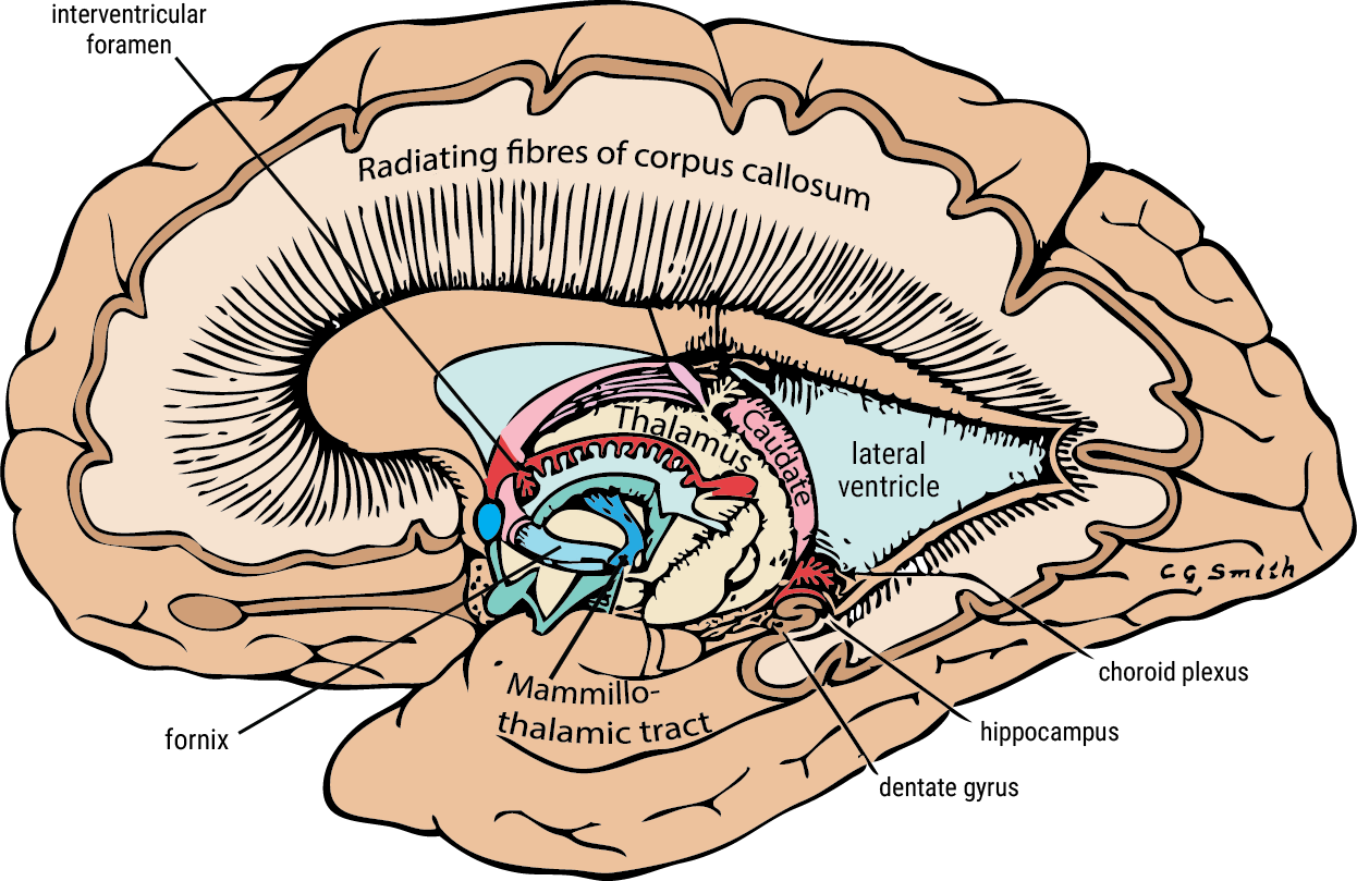 The Thalamus - Draw it to Know it - Neuroanatomy Tutorial 