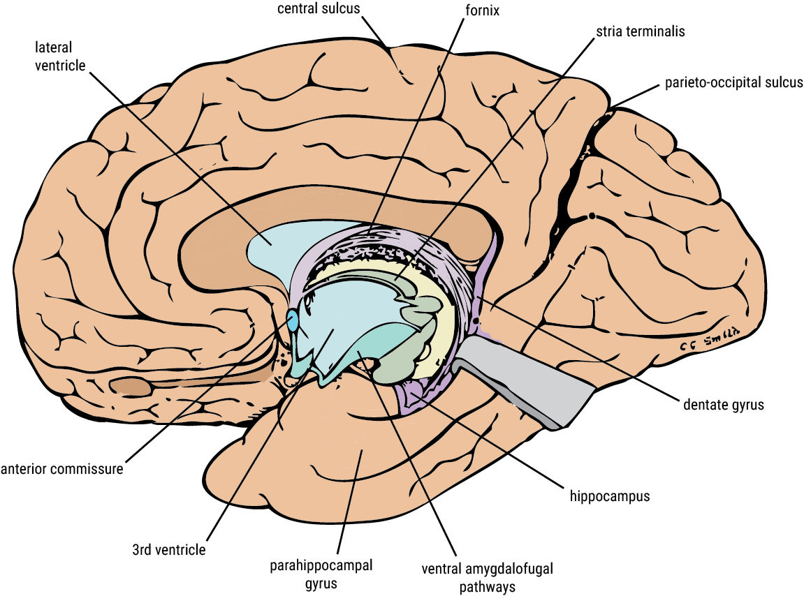 Limbic system / Impact per brain area / Consequences -  Braininjury-explanation.com